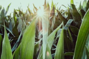 Industrial Steam Boiler Technology and a Low-Carbon Future